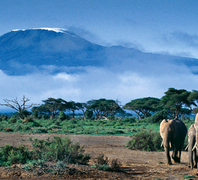 kilimanjaro